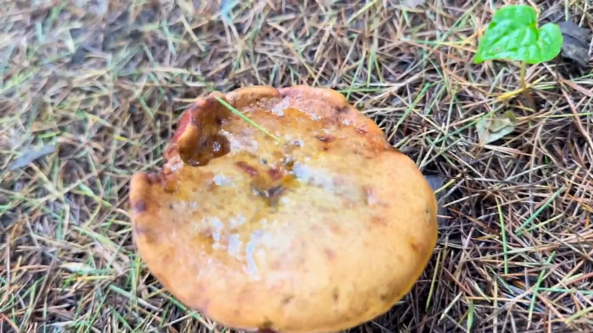 A little golden discovery