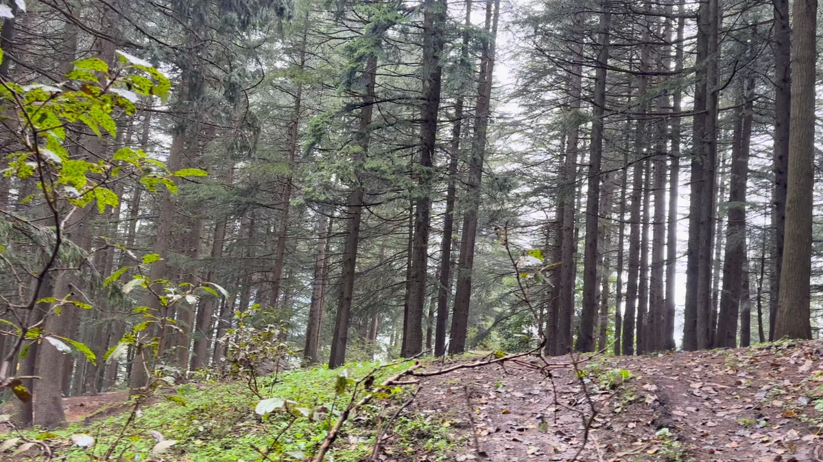 Tall trees and soft forest ground in a quiet green woodland